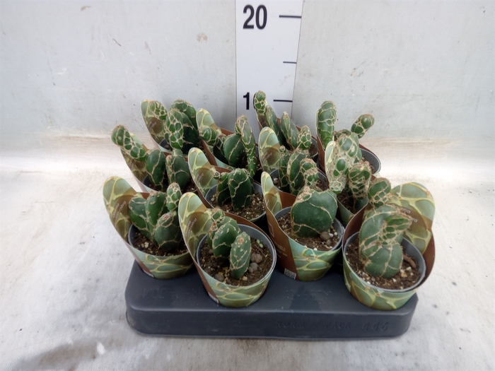 <h4>Opuntia</h4>