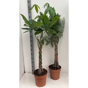 Pachira aquatica