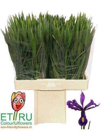 <h4>Iris Hong Kong</h4>
