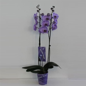 Wonder Purple 2 tak