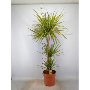 Dracaena marg. 'Sunray'