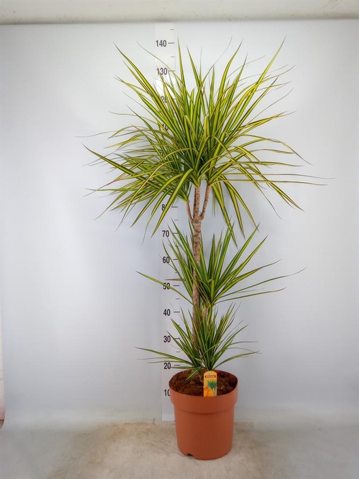 <h4>Dracaena marg. 'Sunray'</h4>