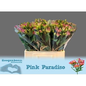 ALST FL PINK PARADIS