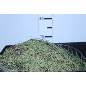 AMARANTHUS EXOTIC PLUMOSO VERDE PENDENTE 070 CM