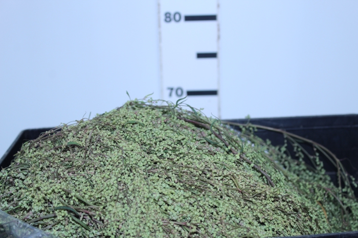 AMARANTHUS EXOTIC PLUMOSO VERDE PENDENTE 070 CM