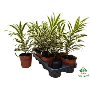 Dracaena reflexa Song of India 12Ø 35cm 1pp