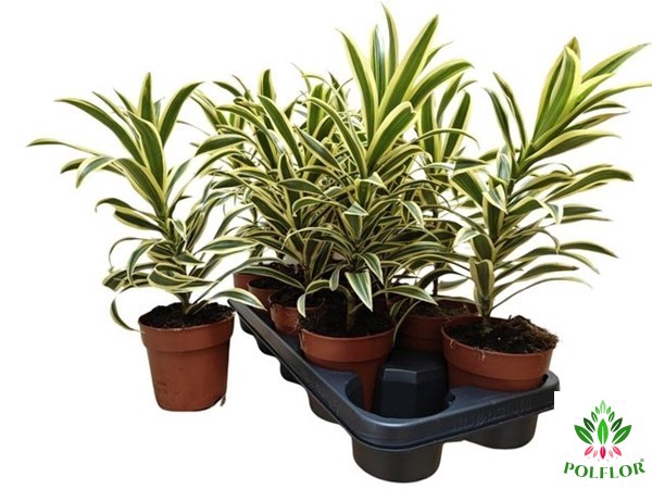 Dracaena reflexa Song of India 12Ø 35cm 1pp