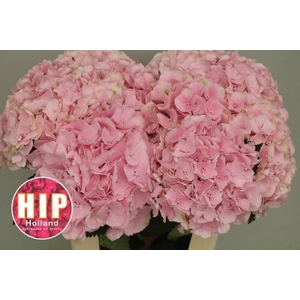 HYDRANGEA  'VERENA'