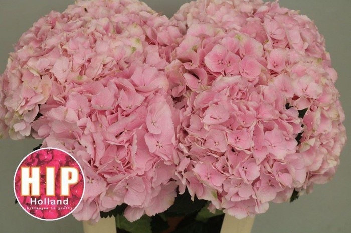 <h4>HYDRANGEA  'VERENA'</h4>
