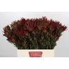 Leucadendron Blush Spray