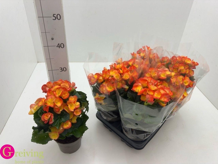 <h4>BEG DU CARNEVAL</h4>