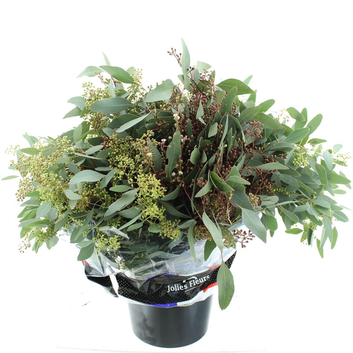 <h4>Euca Populus Berries 300gr Premium France</h4>