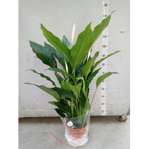 Spathiphyllum  'Sweet Sebastiano'