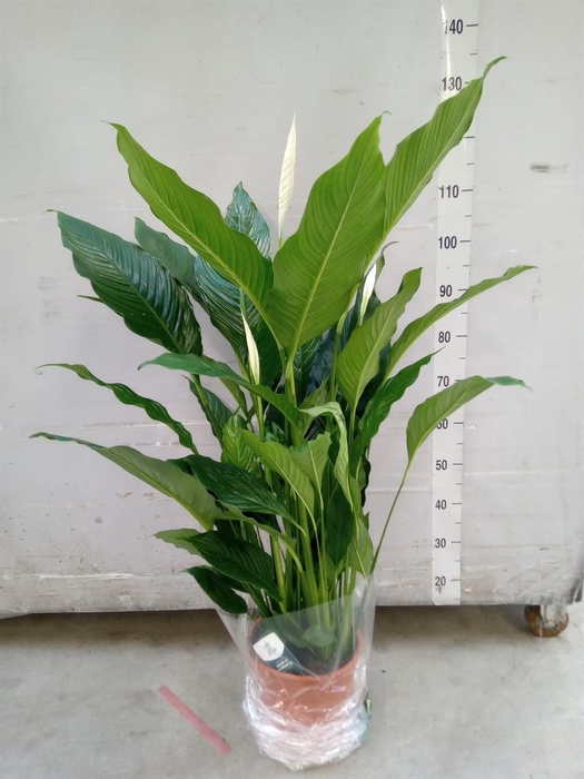 <h4>Spathiphyllum  'Sweet Sebastiano'</h4>