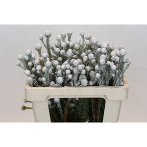 Kaaps Groen Tortum White