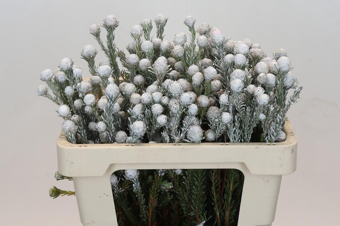 <h4>Kaaps Groen Tortum White</h4>