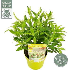 Buddleja Butterfly Candy 'Little White'®