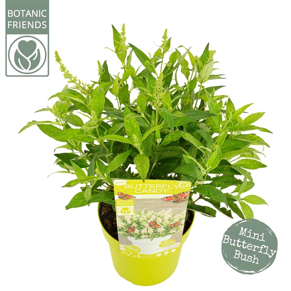 <h4>Buddleja Butterfly Candy 'Little White'®</h4>