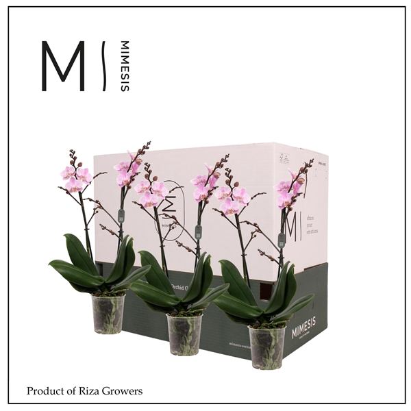 <h4>Mimesis Phal. Light Pink - 2 spike 9cm Less Plastic</h4>