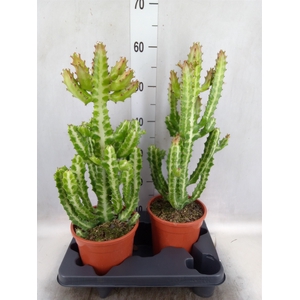 Euphorbia lactea