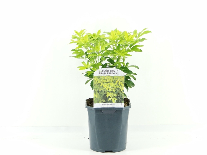 <h4>Choisya ternata Sundance</h4>