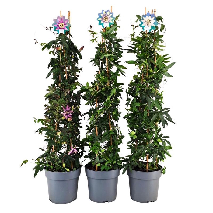 Passiflora pyramide Mix