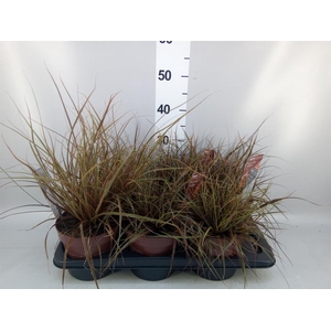 Uncinia rubra 'Everflame'