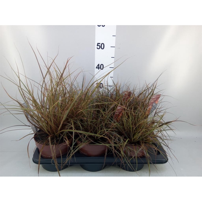 <h4>Uncinia rubra 'Everflame'</h4>