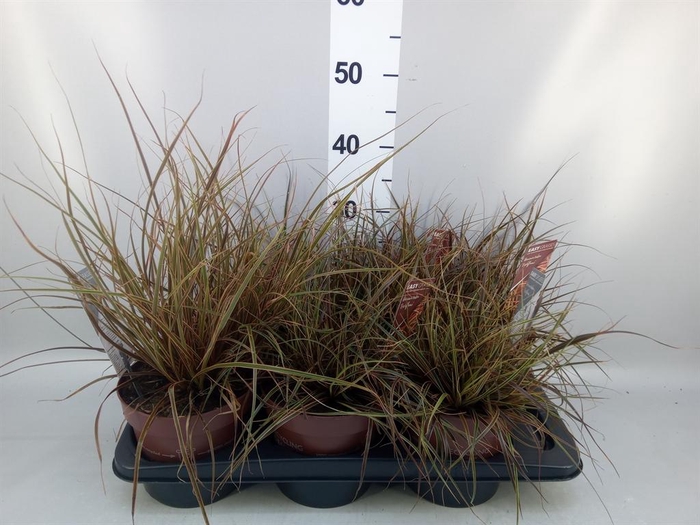 Uncinia rubra 'Everflame'