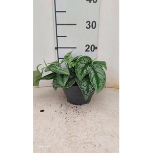 Scindapsus Pictus Silvery Ann 17Ø 25cm