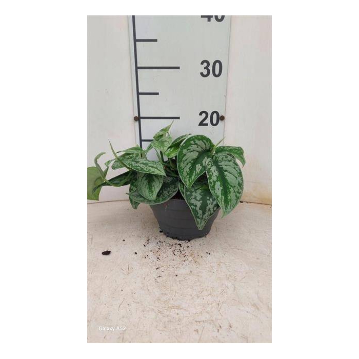 <h4>Scindapsus Pictus Silvery Ann 17Ø 25cm</h4>