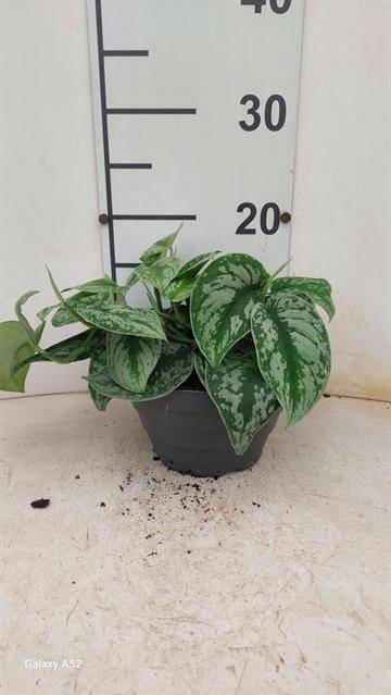 Scindapsus Pictus Silvery Ann 17Ø 25cm