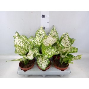 Aglaonema   ...