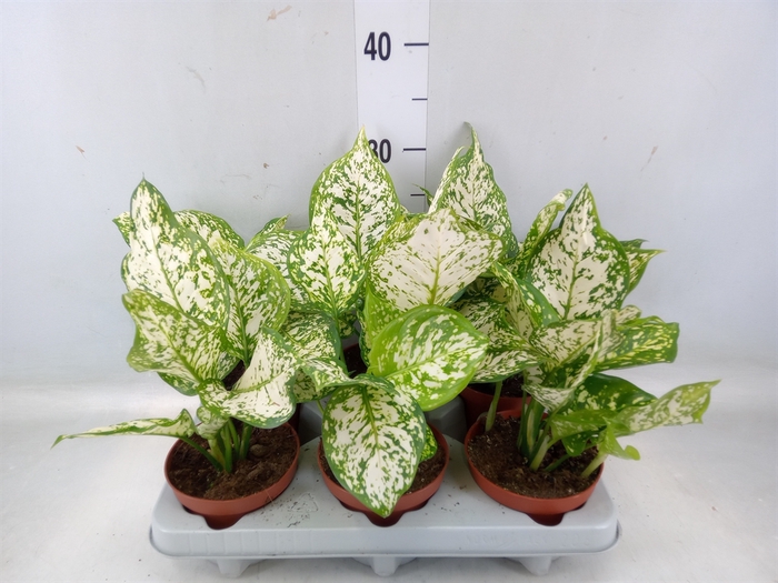 <h4>Aglaonema   ...</h4>