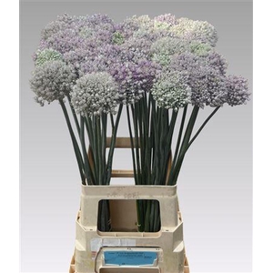 ALLIUM KENTON