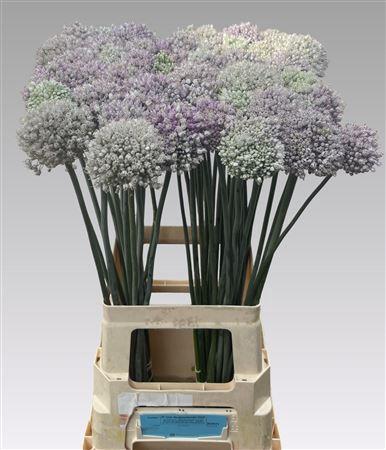 <h4>ALLIUM KENTON</h4>