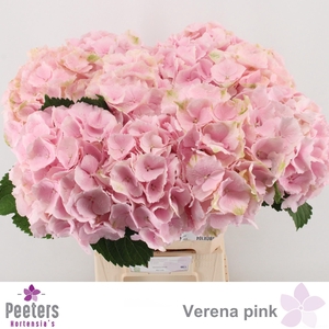 HYDR M CH VERENA