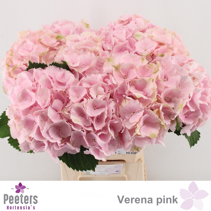 <h4>HYDR M CH VERENA</h4>