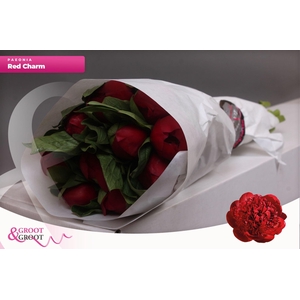 Paeonia Red Charm | Heavy Quality