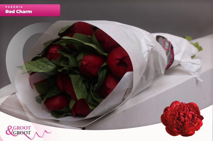 <h4>Paeonia Red Charm | Heavy Quality</h4>