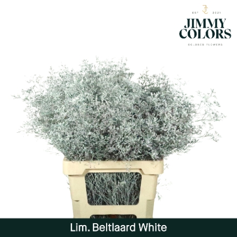 <h4>Lim Bel L70 White</h4>