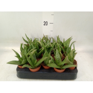Aloe   ...