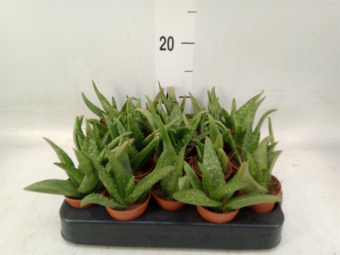 <h4>Aloe   ...</h4>