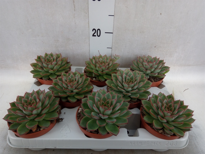 Echeveria   ...