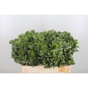 Pittosporum Ilan