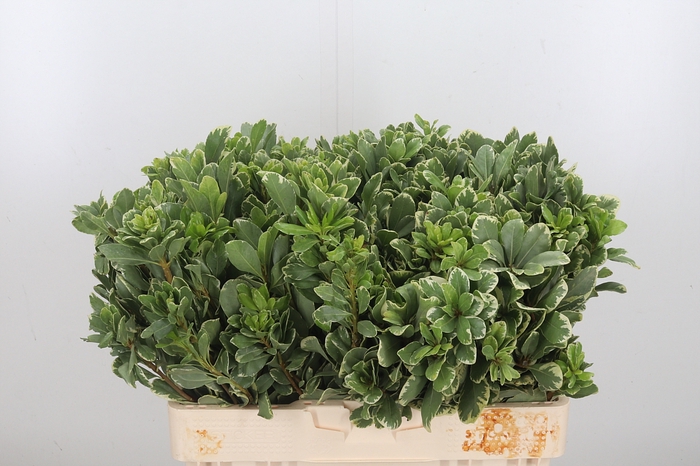 Pittosporum Ilan