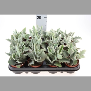 Kalanchoe NF beharensis