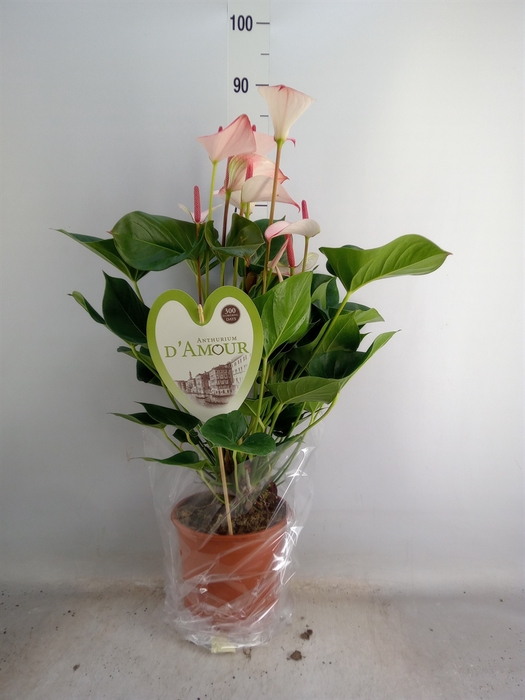 <h4>Anthurium  'Pr. Amalia Elegance'</h4>