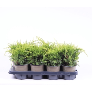 Juniperus x pfitzeriana Old Gold