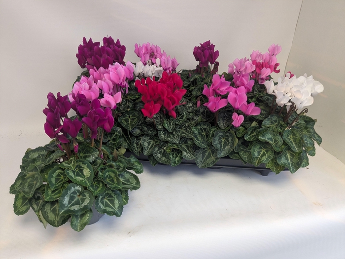 <h4>CYCL KL MACARON</h4>